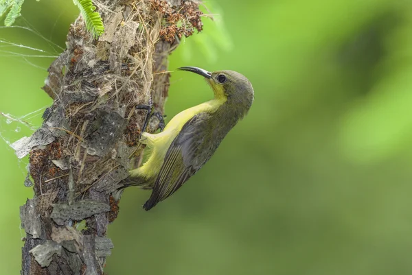 Красивая оливковая спина Sunbird гнездится на дереве на заднем плане — стоковое фото