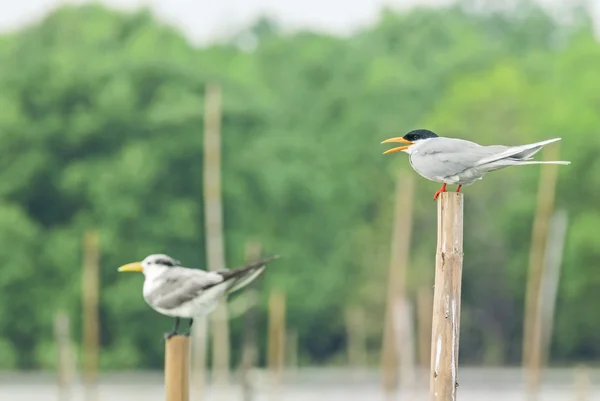 Pássaro (Roseate Tern) empoleirado na natureza — Fotografia de Stock