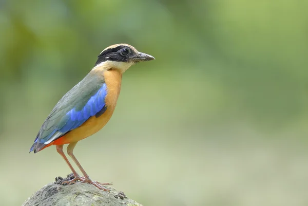 Güzel kuş (mavi kanatlı pide) stand taş — Stok fotoğraf