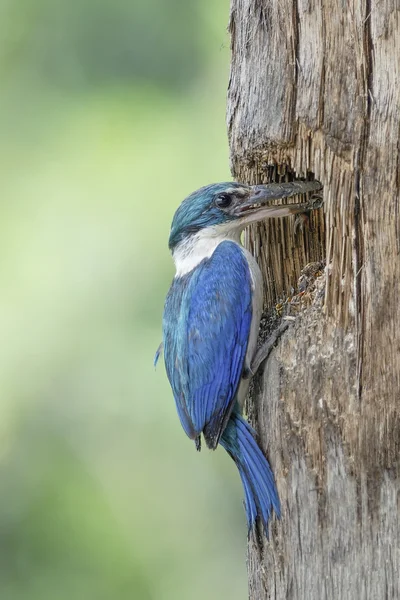 Collared Kingfisher, Bird carry prey for juvenile bird in nest — Stock Photo, Image