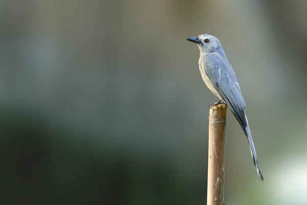 Bellissimo uccello (Ashy Drongo) appollaiato su legname — Foto Stock