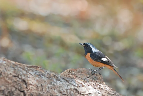 Daurian Redstart perching and action on the timber — Stock Photo, Image
