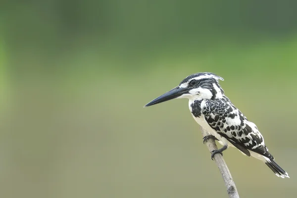 Pied Kingfisher perching over the pond in THAILAND. (Ceryle rudi — Stock Photo, Image
