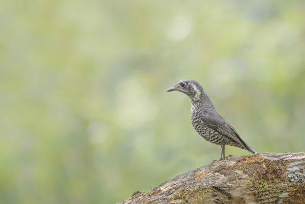 Pájaro (Roca-Zorzal de vientre castaño) posado en el tronco —  Fotos de Stock