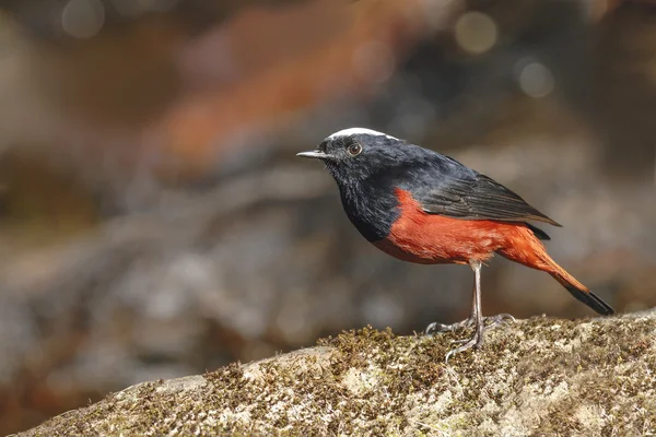 White-capped water-redstart or river chat, the black and red bir — Stock Photo, Image