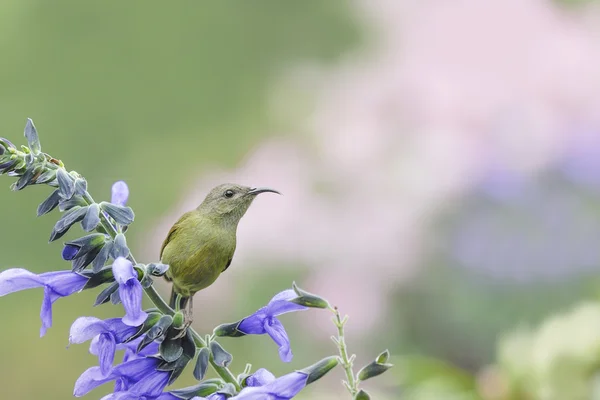 Όμορφη (μαύρο-throated Sunbird) πουλί γαντζωμένα πάνω λουλούδι — Φωτογραφία Αρχείου