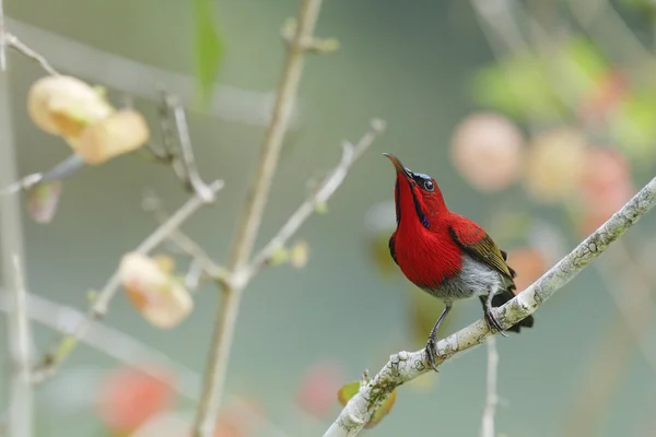 栖息在树枝上的美丽的红鸟 (深红色太阳鸟) — 图库照片