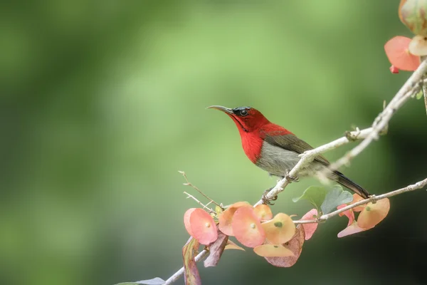 Beautiful Red Bird (Crimson Sunbird) perching on branch — Stock Photo, Image