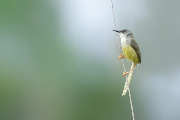 Pájaro (Prinia de vientre amarillo) posado en una hermosa rama —  Fotos de Stock