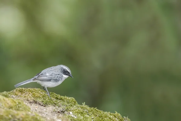 Beautiful bird (Grey Bushchat) perching on rock — Stock Photo, Image