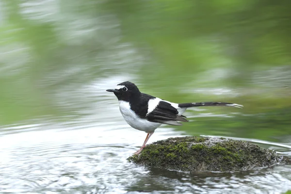 Bird and river (black-backed Forktail) perching on stone for bac — Stock Photo, Image