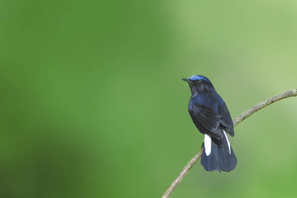 Dalda tıraşlama kuş (Robin Ak kuyruklu) — Stok fotoğraf