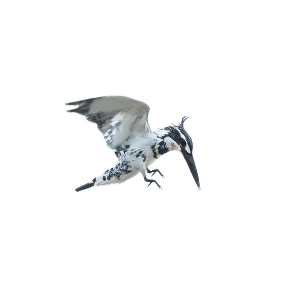 Pied kingfishing flotando en el cielo aislado sobre fondo blanco — Foto de Stock