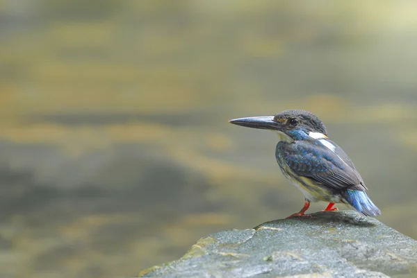 Pájaro (martín pescador de banda azul) posado en la piedra —  Fotos de Stock
