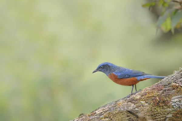 Pták (kaštan bellied Skalník) sedící na log — Stock fotografie