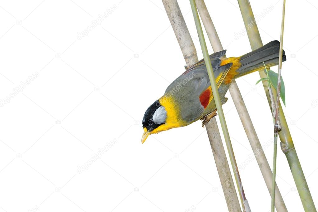 Beautiful bird perching on bamboo branch. (silver-eared mesia)