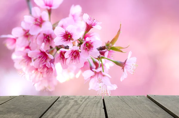 Spring cherry blossom pink flower for background usage — Stock Photo, Image