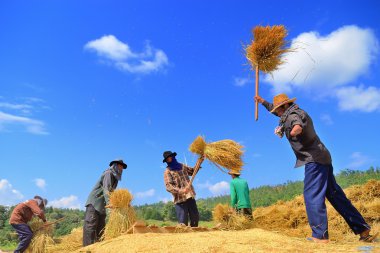 Chiangmai, Tayland - Kasım 17 çiftçi kolsuz ve üzerinde 17 Kasım 2014 yılında Maechaem, Chiangmai, Tayland pirinç alan tahıl Harman geleneksel şekilde