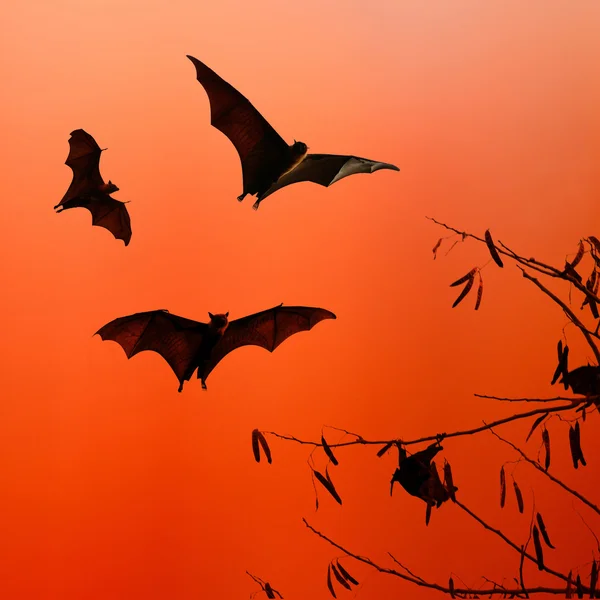 Bat silhuetter flyger på isolera bakgrund - Halloween festiva — Stockfoto