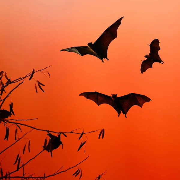 Bat silhuetter flyger på isolera bakgrund - Halloween festiva — Stockfoto