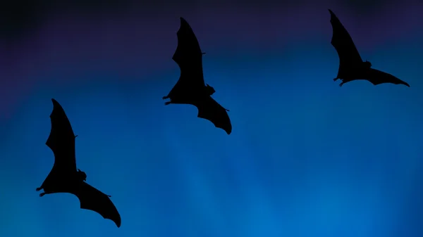 Bat silhuetter flyger i himlen - Halloween festivalen — Stockfoto