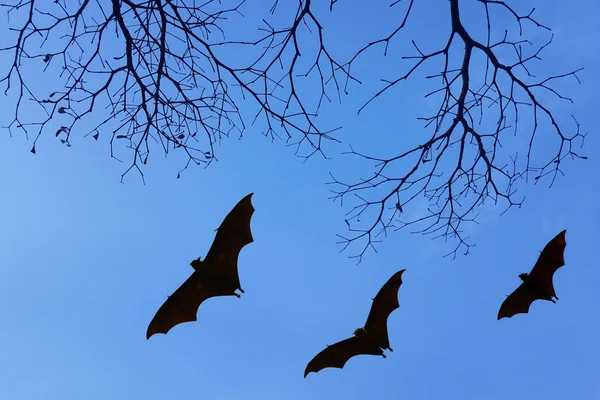 Yarasalar siluetleri ve arka plan kullanım için güzel şube