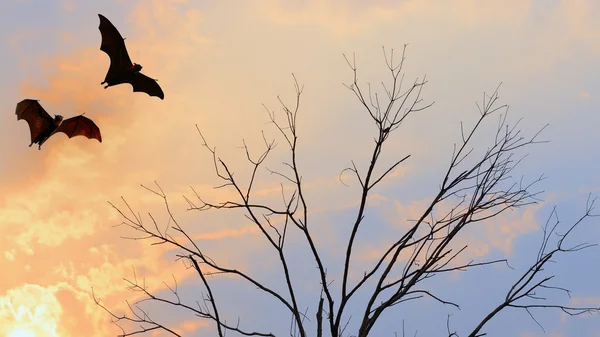 Sagome di pipistrello che volano su sfondo isolato - Halloween festiva — Foto Stock