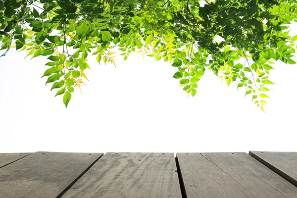 Perspective terrasse bois et vert congé pour l'utilisation arrière-plan — Photo