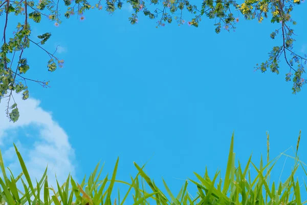 Arbre vert et herbe au premier plan avec ciel bleu pour gabarit backg — Photo