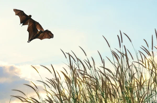 Fladdermöss flyger i våren säsongen sky för bakgrunden användning - Halloween festivalen — Stockfoto