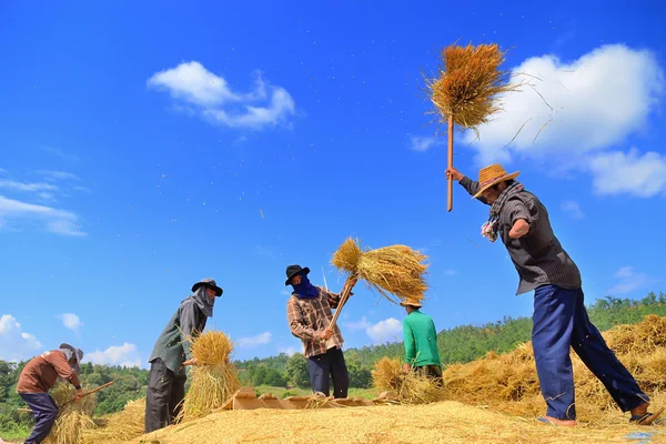 Chiangmai, Tayland - Kasım 17 çiftçi kolsuz ve üzerinde 17 Kasım 2014 yılında Maechaem, Chiangmai, Tayland pirinç alan tahıl Harman geleneksel şekilde — Stok fotoğraf