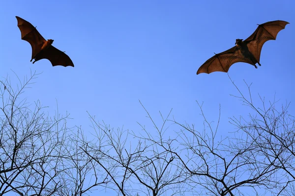 Siluetas de murciélagos volando en el cielo - Festival de Halloween —  Fotos de Stock