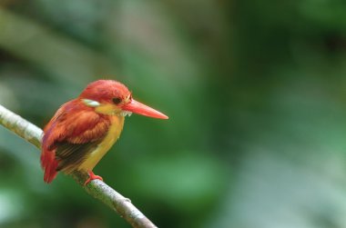 Güzel kuş (Kızıl sırtlı Kingfisher) dalına tıraşlama