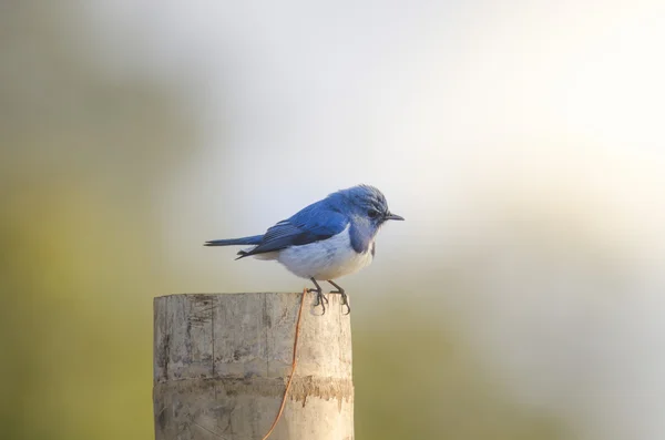 Ultramarine flycatcher, beautiful blue bird perching on branch — Stock Photo, Image