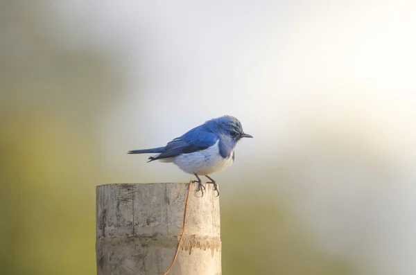 Ultramarine flycatcher, belo pássaro azul poleiro no ramo — Fotografia de Stock