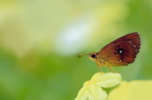 Piękny motyl na żółty kwiat — Zdjęcie stockowe