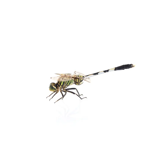Libelle Seitenansicht isoliert auf weißem Hintergrund — Stockfoto