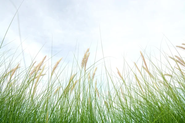 Herbe verte fraîche dans une belle prairie — Photo