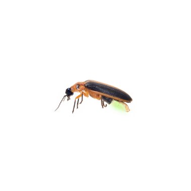 Firefly clipart