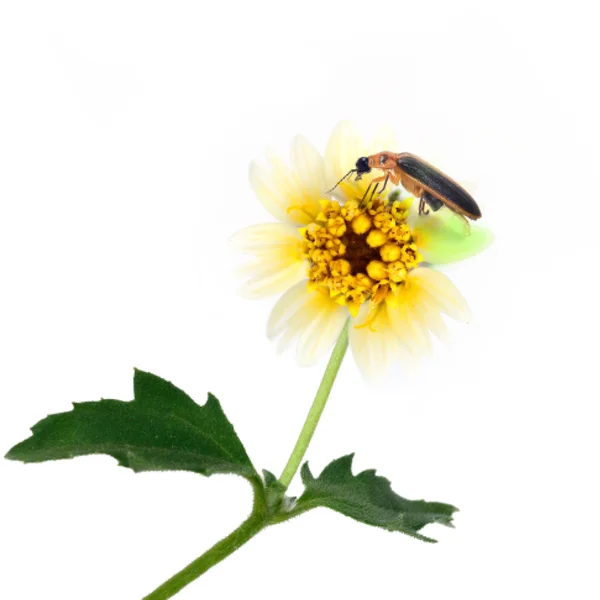 Firefly perching over flower isolate on white — Stock Photo, Image