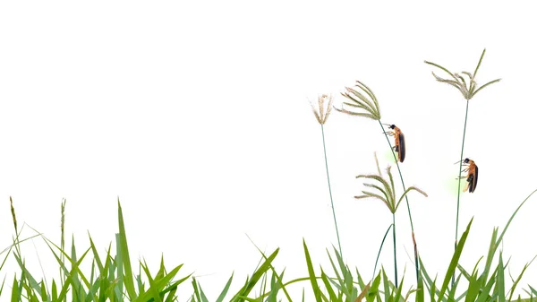 Блимає світлячка на траві квітка ізольована на білому тлі — стокове фото