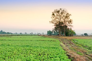 Soya soya fasulyesi bitkilerin satır alanıyla