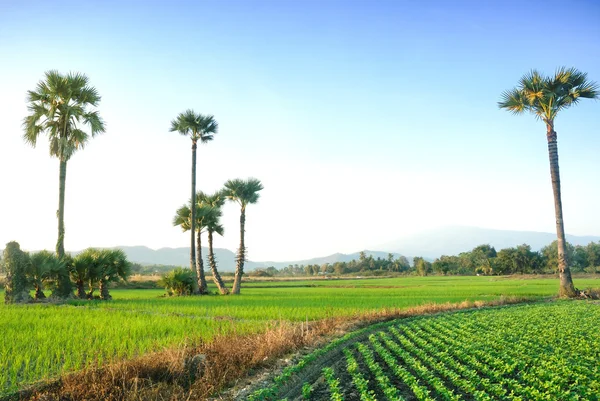 Scenérie pohled rýžové pole v Chiangmai, Thajsko — Stock fotografie