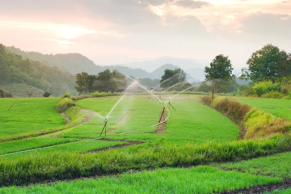 Scenery terrace rice field in Chiangmai Thailand — Stock Photo, Image
