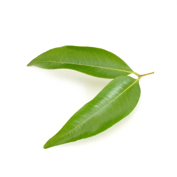 Lychee beyaz arka plan üzerinde ayrı tut moduyla bırakır