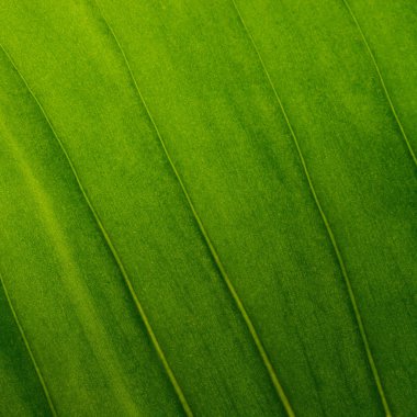 Green leaves as background texture