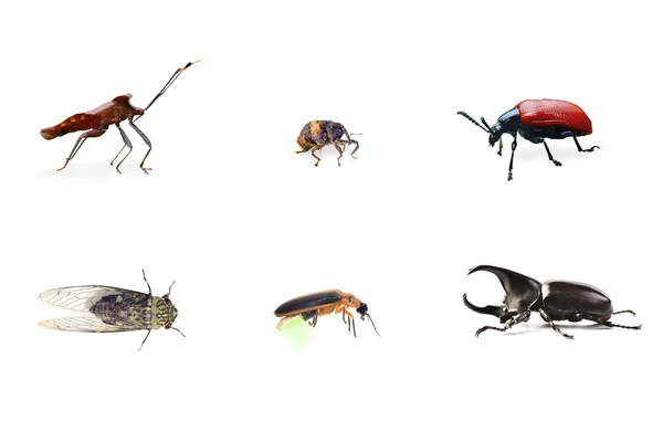 Coleção bug isolado no fundo branco — Fotografia de Stock