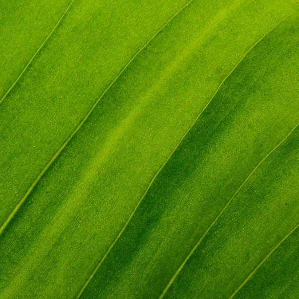 Grüne Blätter als Hintergrundstruktur — Stockfoto