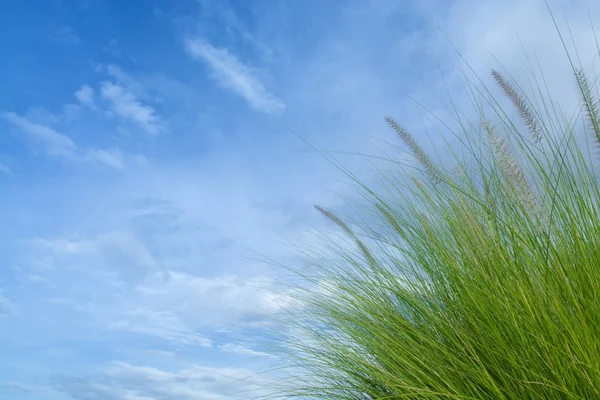 Herbe verte avec ciel bleu comme texture de fond — Photo