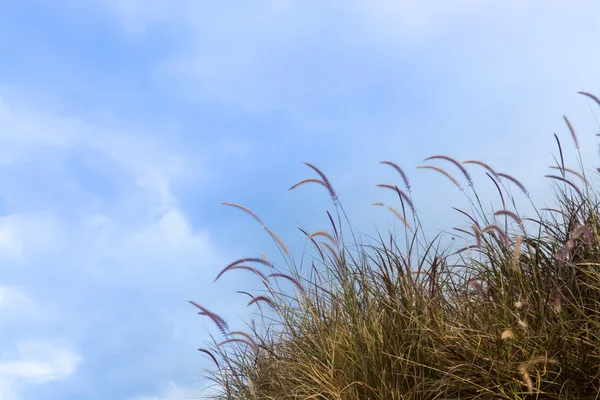 Hierba marrón con cielo azul como textura de fondo — Foto de Stock